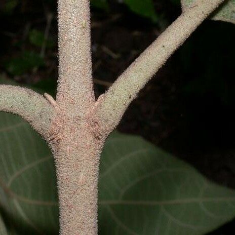 Callicarpa acuminata Coajă