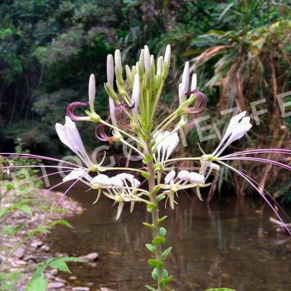 Cleome speciosa Blodyn