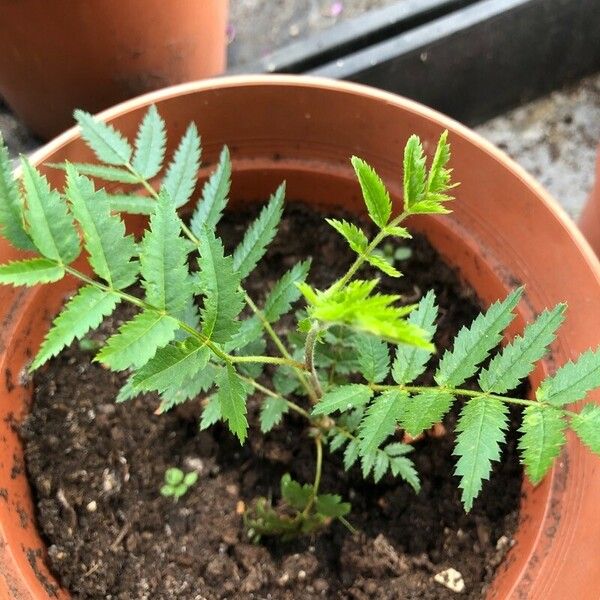 Sorbus aucuparia Folio