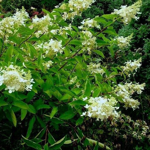 Hydrangea paniculata Habit