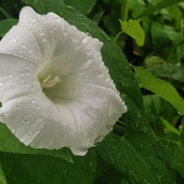 Convolvulus silvaticus Floare