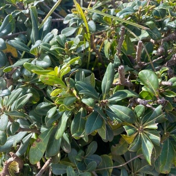 Pittosporum heterophyllum Feuille