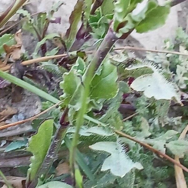 Silene rubella Leaf