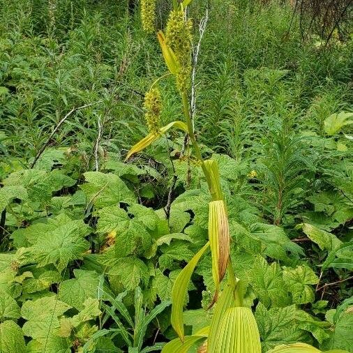 Veratrum viride Flower