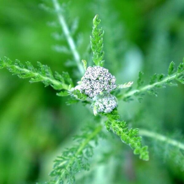 Achillea nobilis Лист