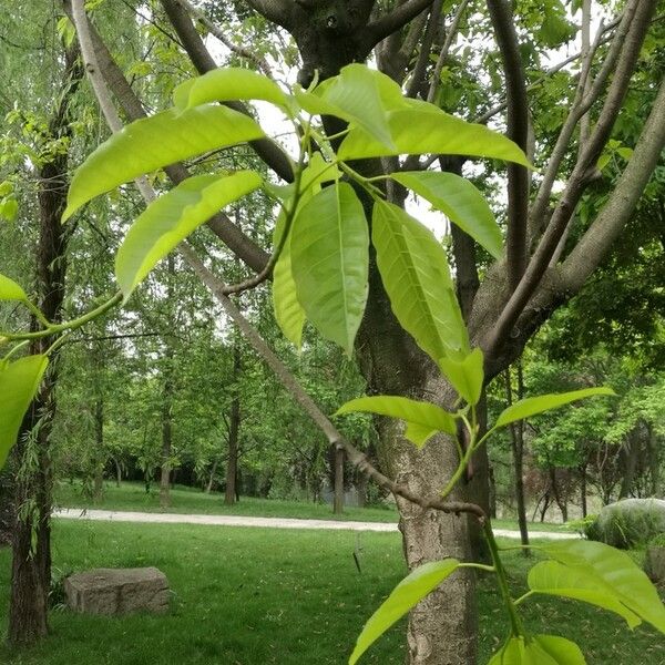 Ficus virens Folha