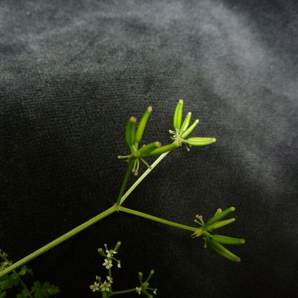 Chaerophyllum villosum Habit