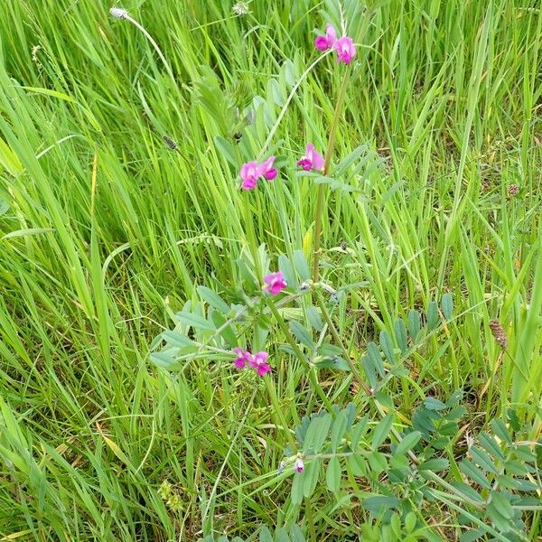 Vicia sativa Elinympäristö