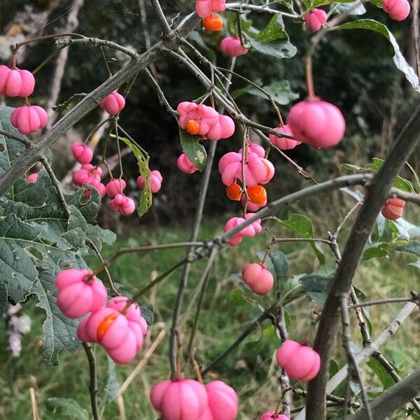 Euonymus europaeus Плод