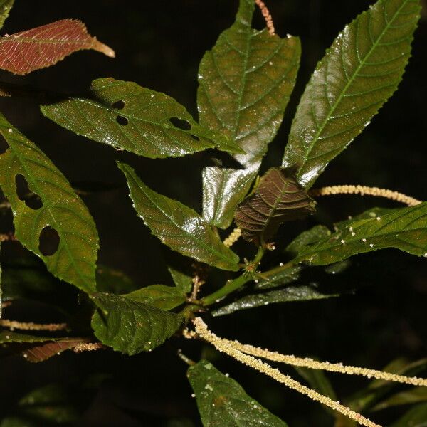 Acalypha apodanthes Leaf