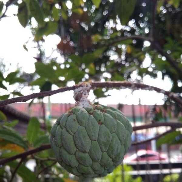 Annona squamosa Фрукт