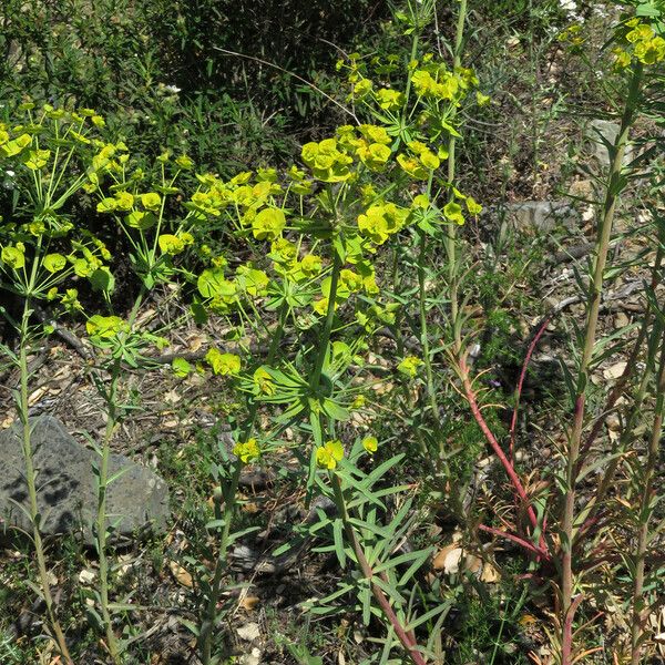 Euphorbia biumbellata Облик