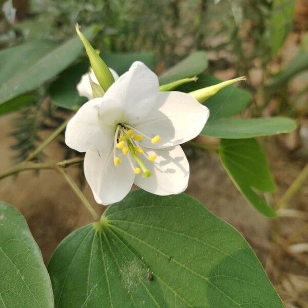 Bauhinia acuminata Flower