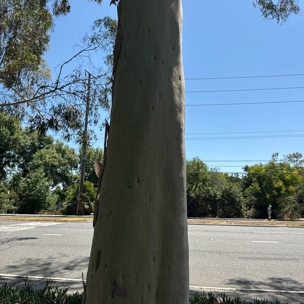 Corymbia citriodora Bark