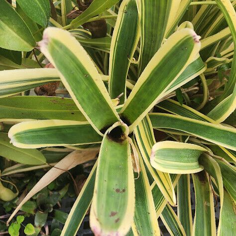 Aechmea nudicaulis Folha