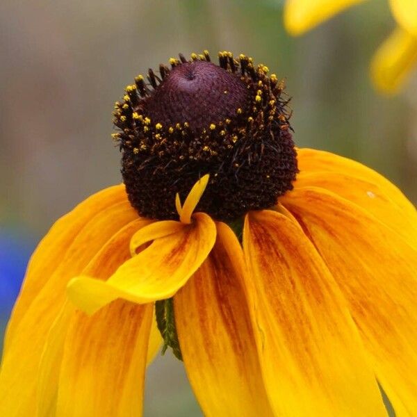 Rudbeckia hirta Blüte