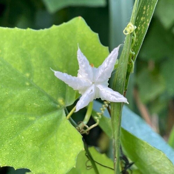 Trichosanthes cucumerina Blodyn