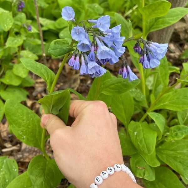 Mertensia virginica Flower