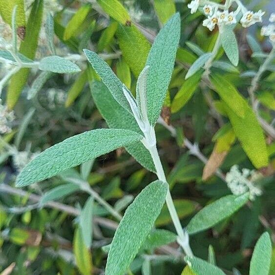 Buddleja loricata Leaf