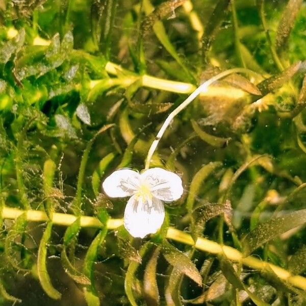 Egeria densa Flower