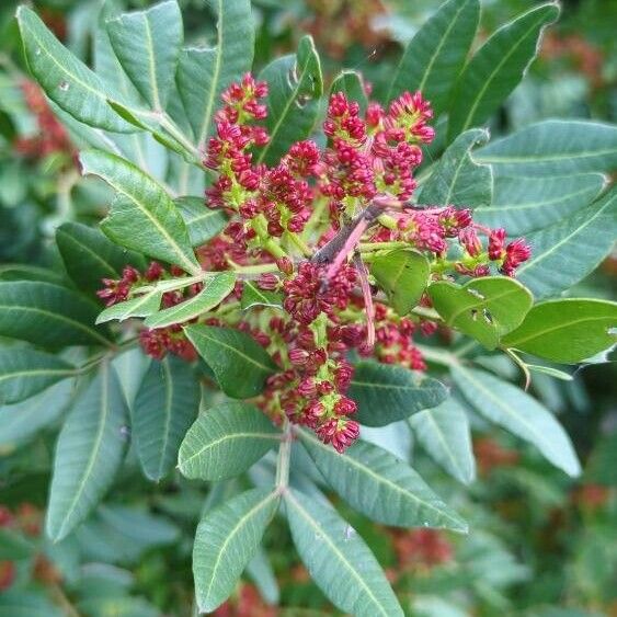 Pistacia lentiscus Flors