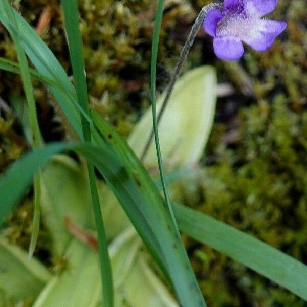 Pinguicula vulgaris 整株植物