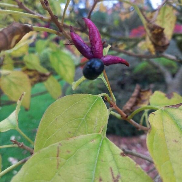 Clerodendrum trichotomum Owoc