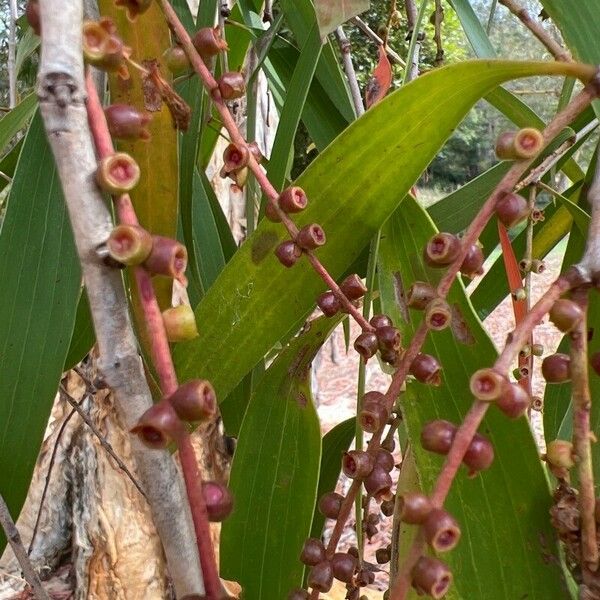 Melaleuca leucadendra ഫലം