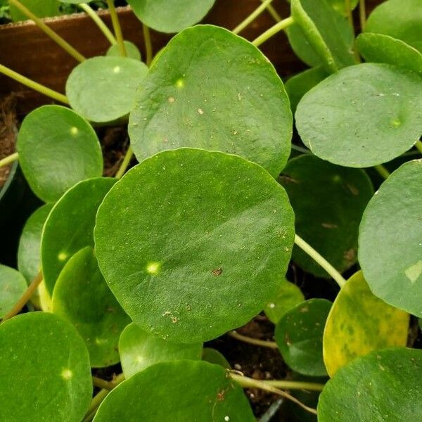 Pilea peperomioides পাতা