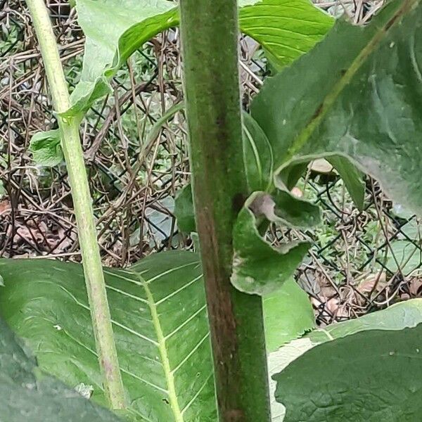 Inula racemosa ᱪᱷᱟᱹᱞᱤ