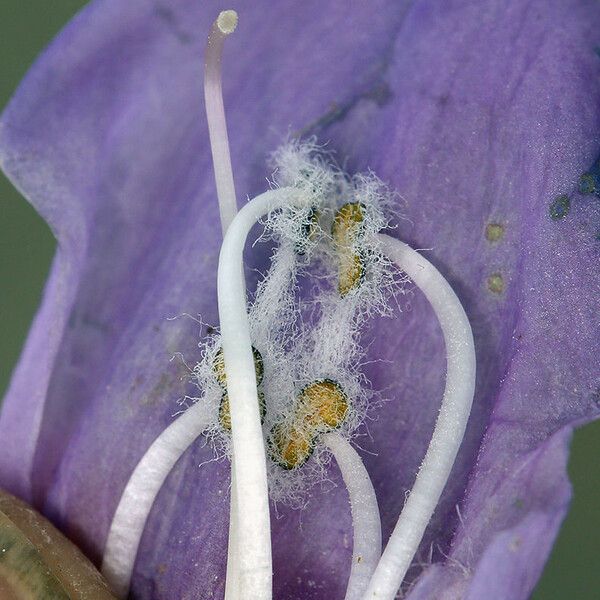 Penstemon davidsonii Blomst