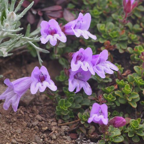 Penstemon davidsonii عادت