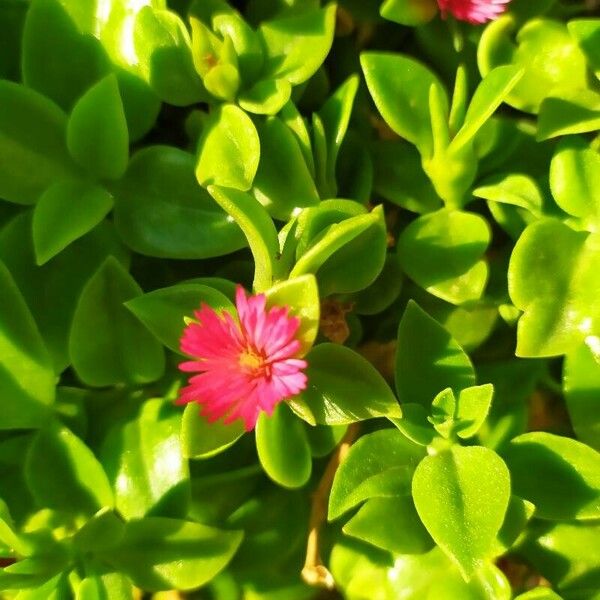 Mesembryanthemum cordifolium Flor