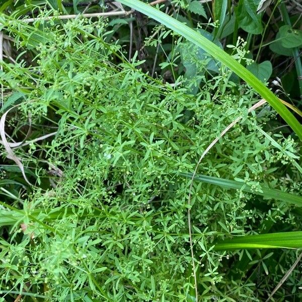 Galium trifidum 葉