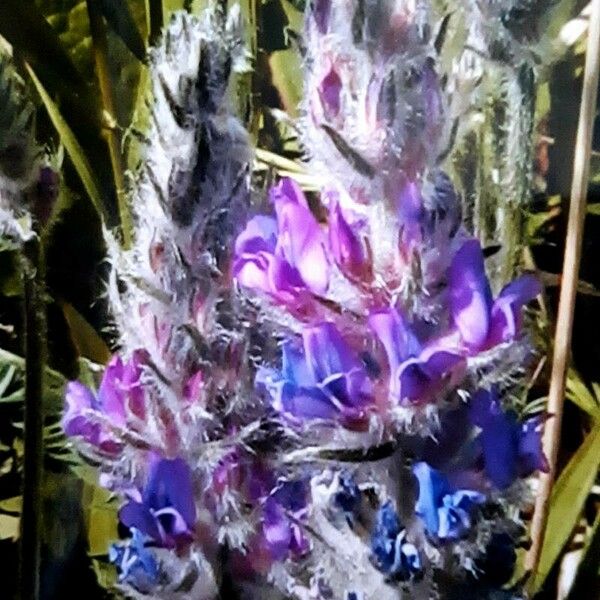 Oxytropis splendens 花