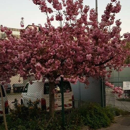 Prunus serrulata Habitus