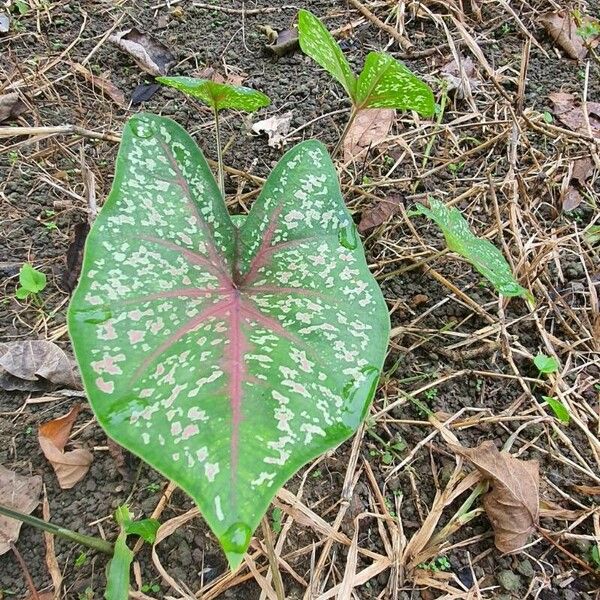 Caladium bicolor Fulla