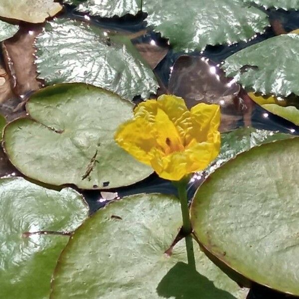 Nymphoides peltata Flower