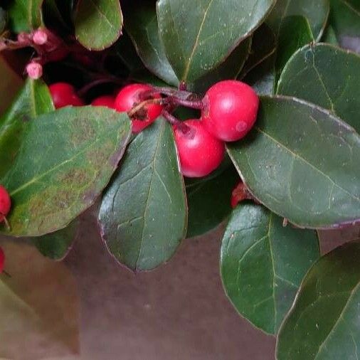 Gaultheria procumbens 葉