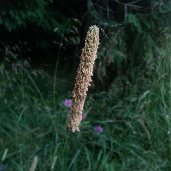 Alopecurus pratensis Flor