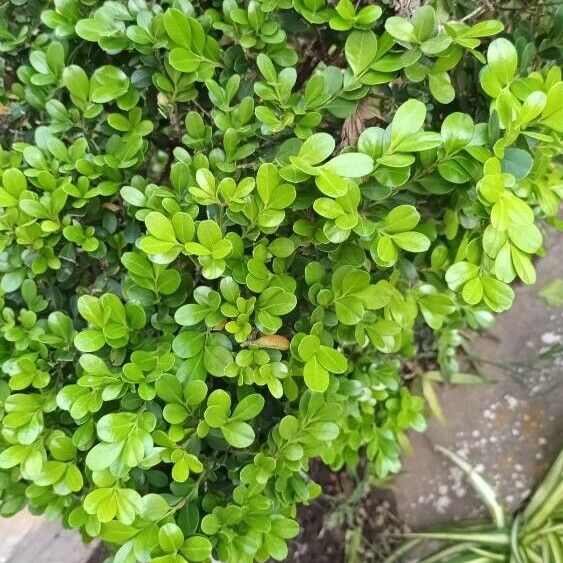 Buxus microphylla Leaf