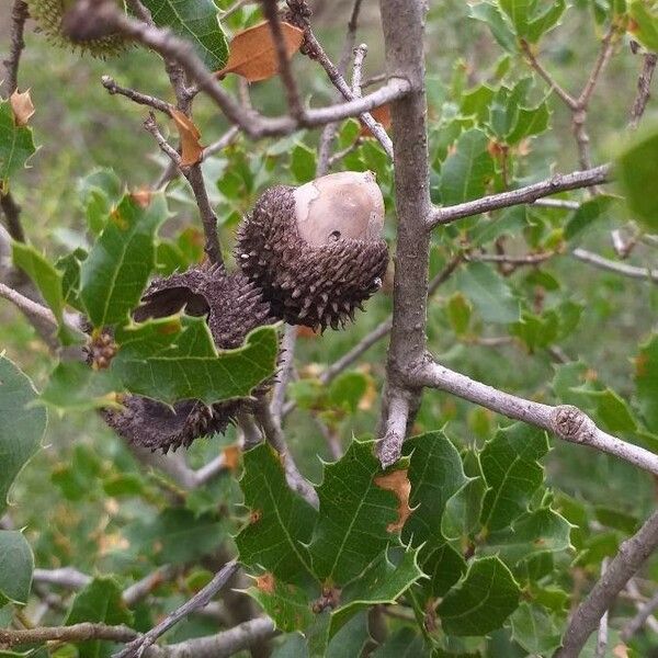 Quercus coccifera ഫലം