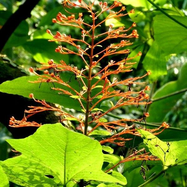 Clerodendrum paniculatum Flower