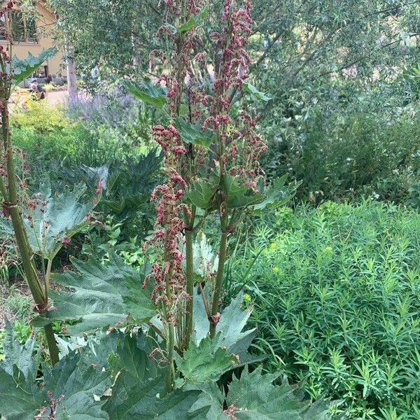 Rheum palmatum Žiedas