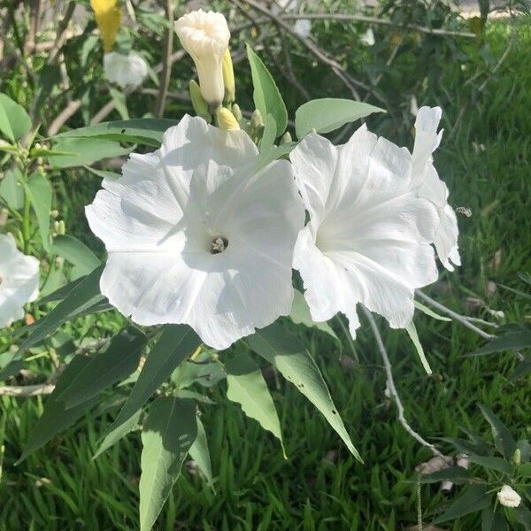 Ipomoea carnea Flor