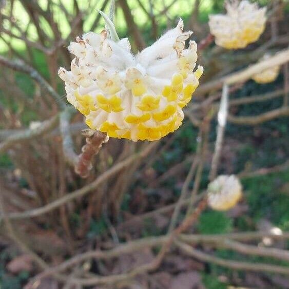 Edgeworthia chrysantha Flower