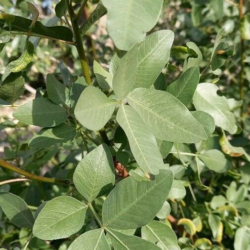 Pistacia khinjuk Leaf