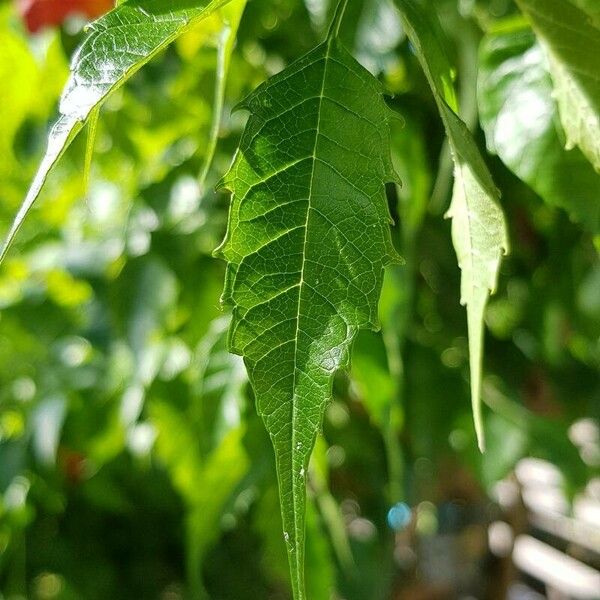 Campsis radicans Yaprak