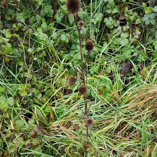 Dipsacus sativus Habitat