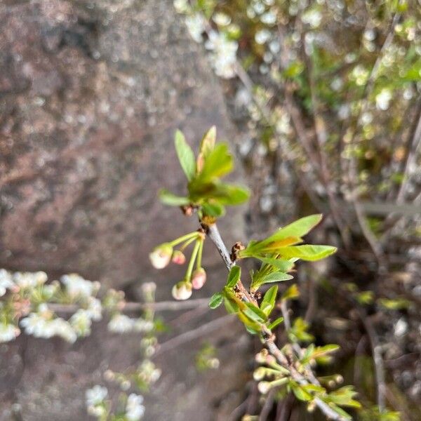 Prunus pumila Folha